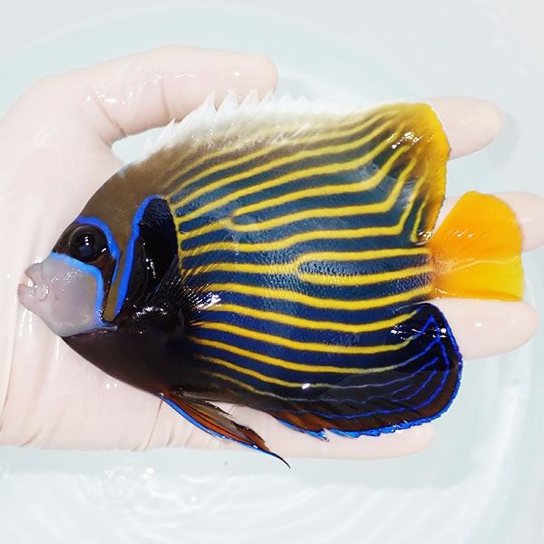 【現物4】タテジマキンチャクダイ 13.5cm±!海水魚 ヤッコ 15時までのご...