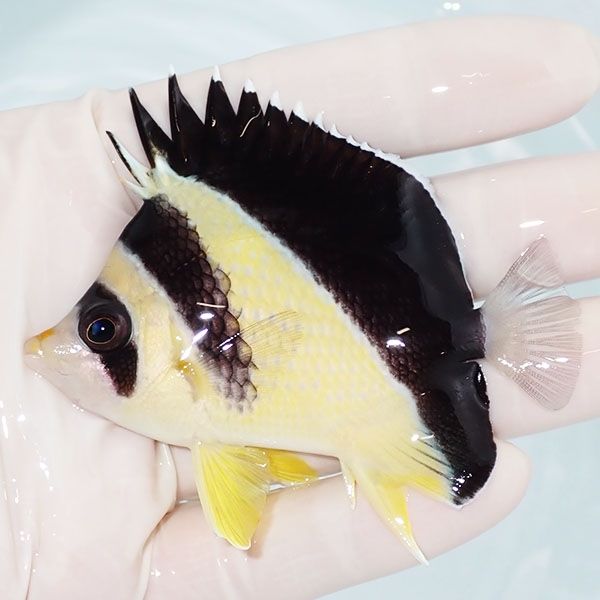 【現物3】バーゲスバタフライ 7.5cm±! 海水魚 チョウチョウウオ 15時ま...