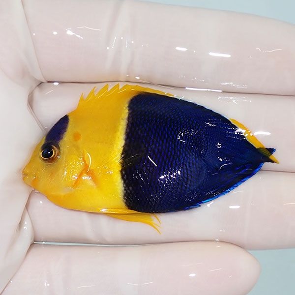 【現物】ソメワケヤッコ ハートテール 5.5cm±! 海水魚 ヤッコ 15時まで...