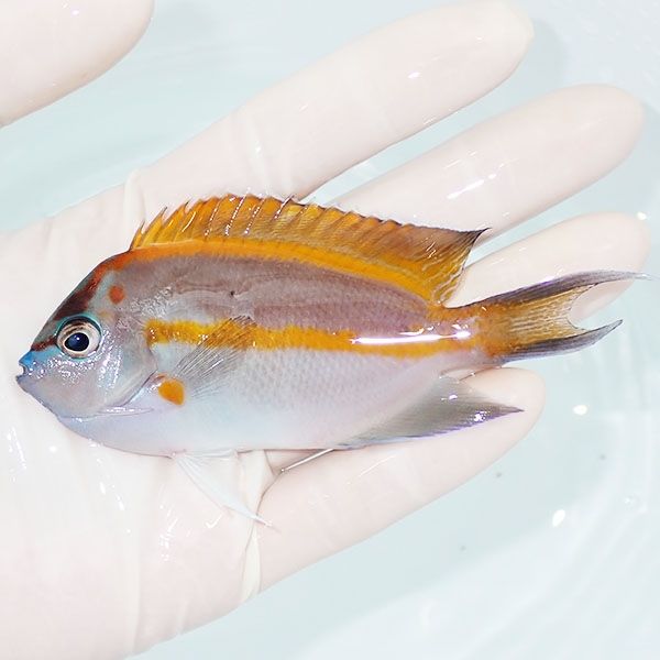 【現物2】ベルスエンゼル♂ （オーネイトエンゼル）10cm±! 海水魚 ヤッコ...