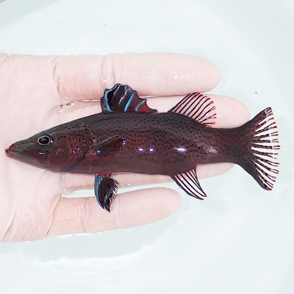 【現物1】ヤミスズキ 12cm±! 海水魚 15時までのご注文で当日発送(t120...