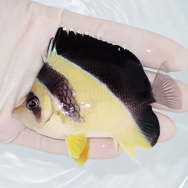 【現物1】バーゲスバタフライ 8.5cm±! 海水魚 チョウチョウウオ 15時ま...