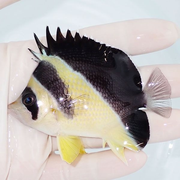 【現物2】バーゲスバタフライ 8.5cm±! 海水魚 チョウチョウウオ 15時ま...