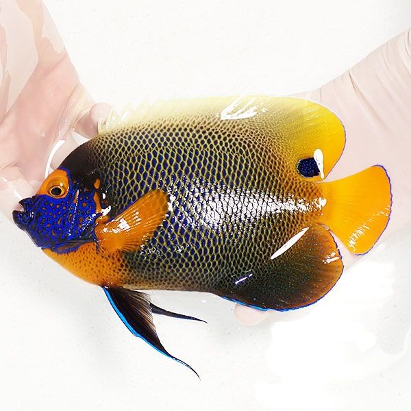 【現物1】 粒エサOK アデヤッコ 成魚 19.5cm±! 海水魚 ヤッコ(t111(t207