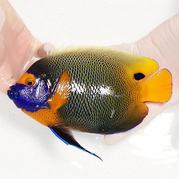 【現物2】 粒エサOK アデヤッコ 成魚 19.5cm±! 海水魚 ヤッコ(t111(t207