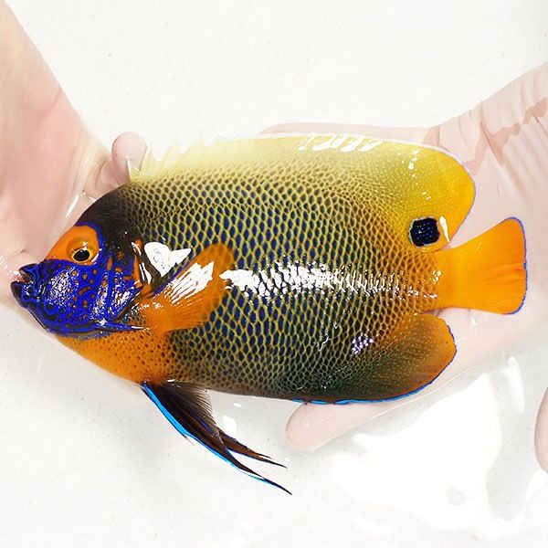 【現物3】 粒エサOK アデヤッコ 成魚 19.5cm±! 海水魚 ヤッコ(t111(t207