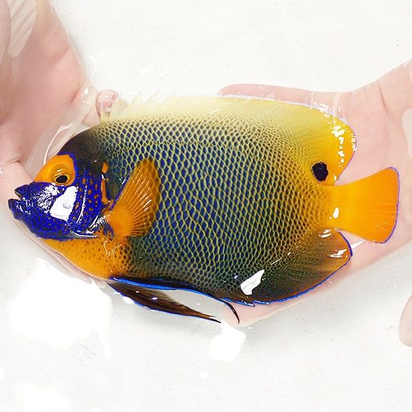 【現物7】粒エサOK アデヤッコ 成魚 20cm± ! 海水魚 ヤッコ(t111(t207