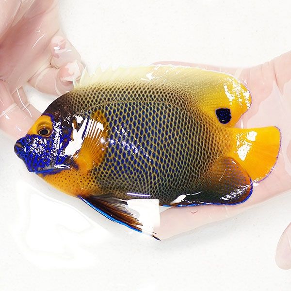 【現物8】粒エサOK アデヤッコ 成魚 17.5cm± ! 海水魚 ヤッコ