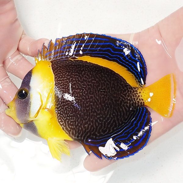 【現物1】粒エサOK スクリブルドエンゼル 15cm±! 海水魚 ヤッコ 15時ま...