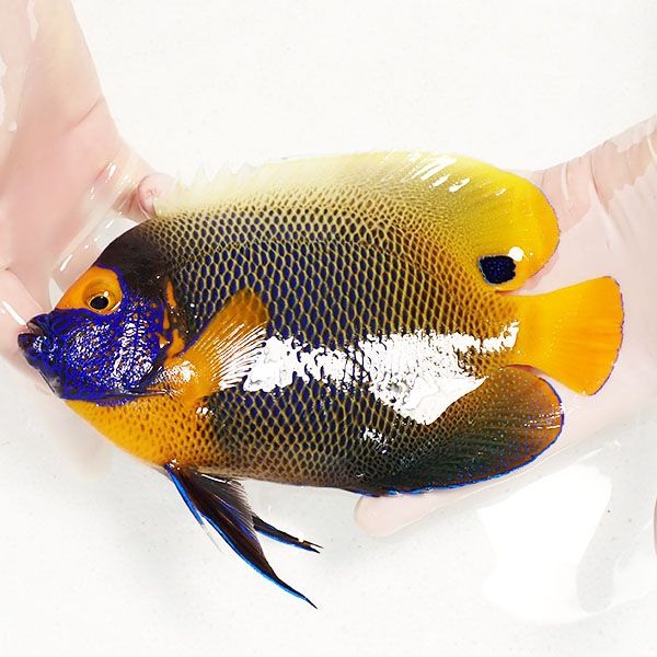 【現物4】 粒エサOK アデヤッコ 成魚 20.5cm±! 海水魚 ヤッコ(t111(t207