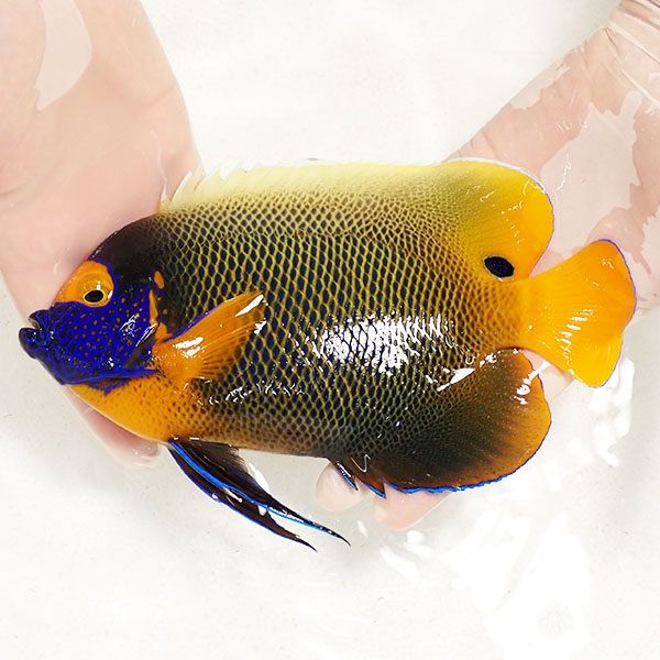 【現物5】 粒エサOK アデヤッコ 成魚 21cm±! 海水魚 ヤッコ(t111(t207