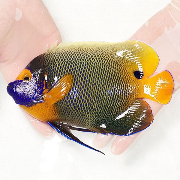 【現物6】 粒エサOK アデヤッコ 成魚 20cm±! 海水魚 ヤッコ(t111(t207