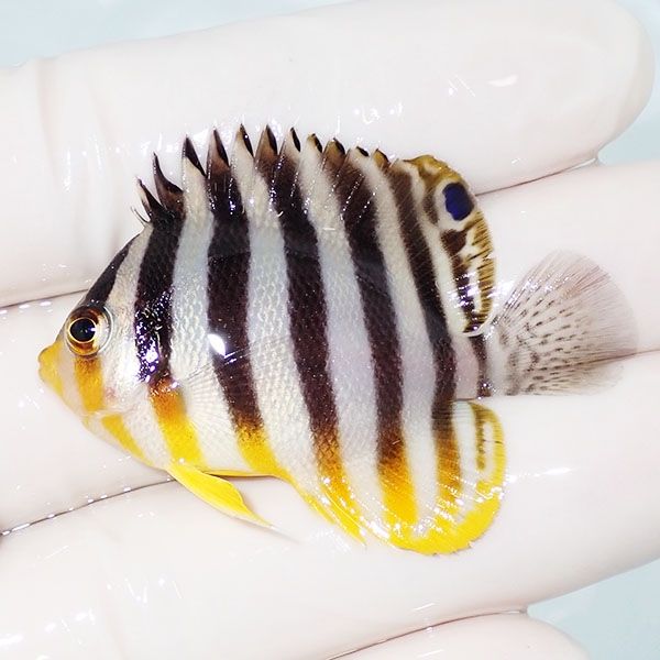 【現物13】sale シマヤッコ 5cm±! 海水魚 生体 15時までのご注文で当日...