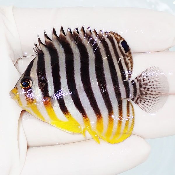 【現物11】sale シマヤッコ 6cm±! 海水魚 生体 15時までのご注文で当日...