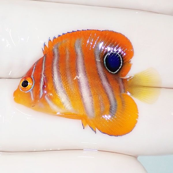 【現物1】ニシキヤッコ 3.5cm±!海水魚 ヤッコ15時までのご注文で当日発...