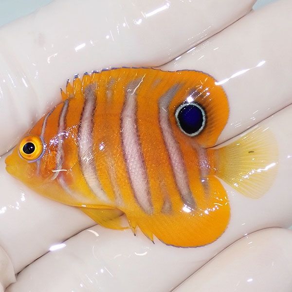 【現物2】ニシキヤッコ 4.5cm±!海水魚 ヤッコ15時までのご注文で当日発...