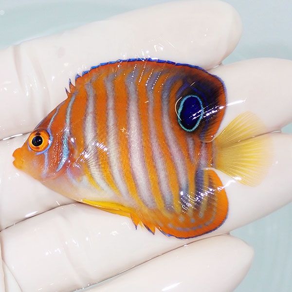 【現物3】ニシキヤッコ 5.5cm±!海水魚 ヤッコ15時までのご注文で当日発...