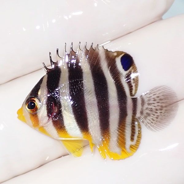 【現物21】sale シマヤッコ 3cm±! 海水魚 生体 15時までのご注文で当日...