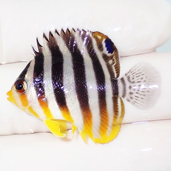 【現物16】sale シマヤッコ 3.8cm±! 海水魚 生体 15時までのご注文で当...