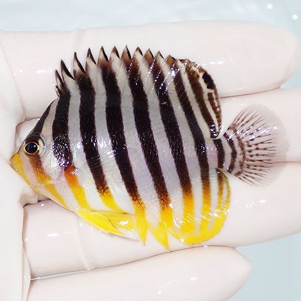 【現物17】sale シマヤッコ 6cm±! 海水魚 生体 15時までのご注文で当日...