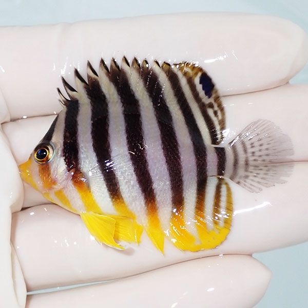 【現物18】sale シマヤッコ 5.5cm±! 海水魚 生体 15時までのご注文で当...