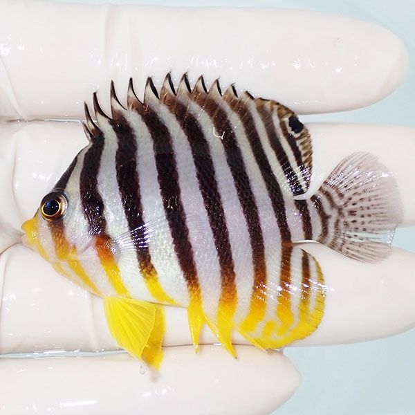 【現物19】sale シマヤッコ 6cm±! 海水魚 生体 15時までのご注文で当日...