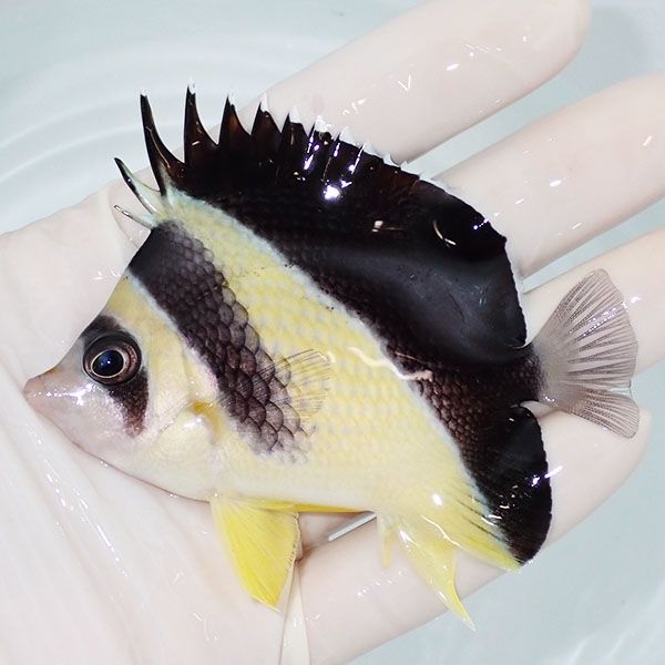 【現物5】バーゲスバタフライ 8.5cm±! 海水魚 チョウチョウウオ 15時ま...