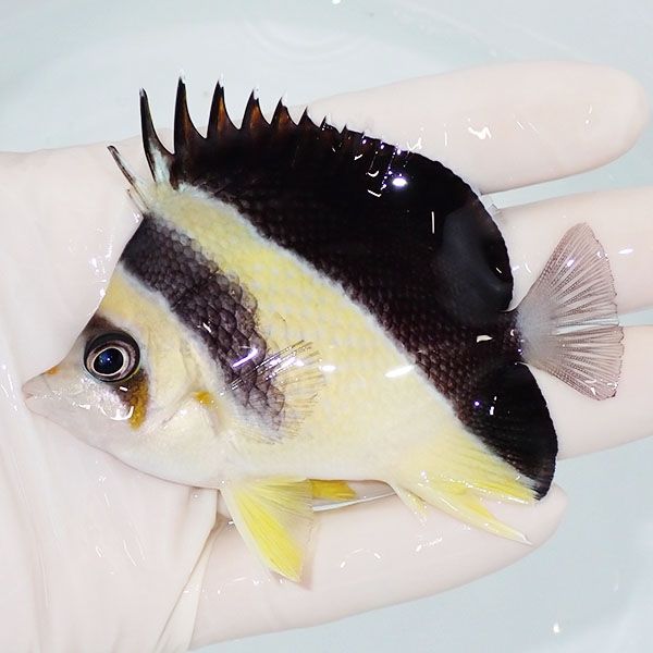 【現物6】バーゲスバタフライ 8.5cm±! 海水魚 チョウチョウウオ 15時ま...