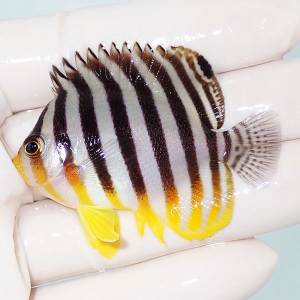 【現物22】sale シマヤッコ 5.5cm±! 海水魚 生体 15時までのご注文で当...