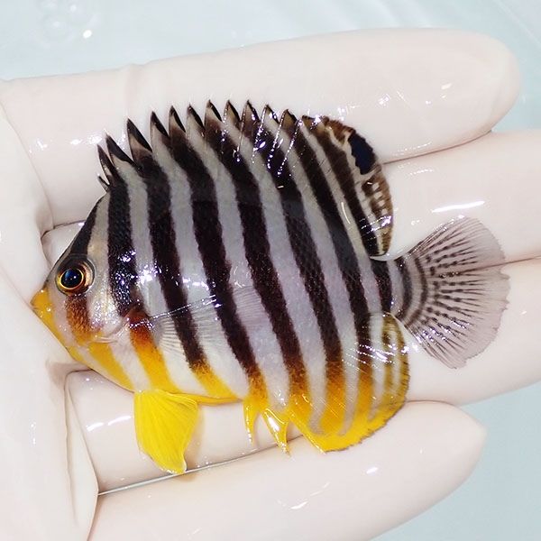 【現物23】sale シマヤッコ 6cm±! 海水魚 生体 15時までのご注文で当日...