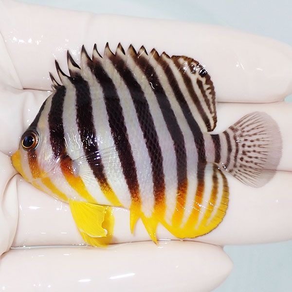 【現物24】sale シマヤッコ 6.5cm±! 海水魚 生体 15時までのご注文で当...