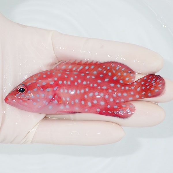 【現物1】ユカタハタ 10.5cm± !海水魚 ハタ 餌付け 15時までのご注文で...