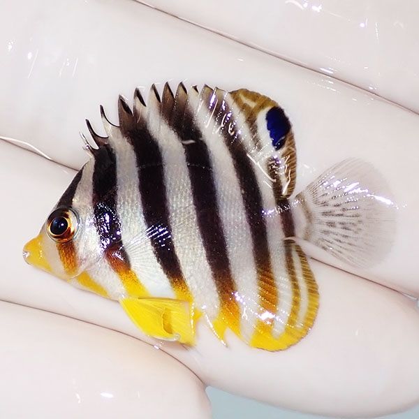 【現物25】sale シマヤッコ 3.8cm±! 海水魚 生体 15時までのご注文で当...