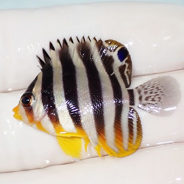 【現物26】sale シマヤッコ 3.5cm±! 海水魚 生体 15時までのご注文で当...