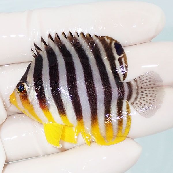 【現物27】sale シマヤッコ 5.5cm±! 海水魚 生体 15時までのご注文で当...