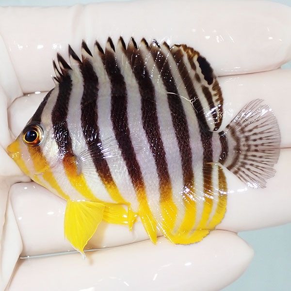 【現物28】sale シマヤッコ 5.7cm±! 海水魚 生体 15時までのご注文で当...