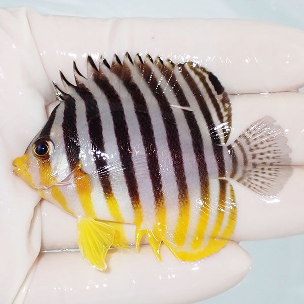 【現物29】sale シマヤッコ 6.5cm±! 海水魚 生体 15時までのご注文で当...