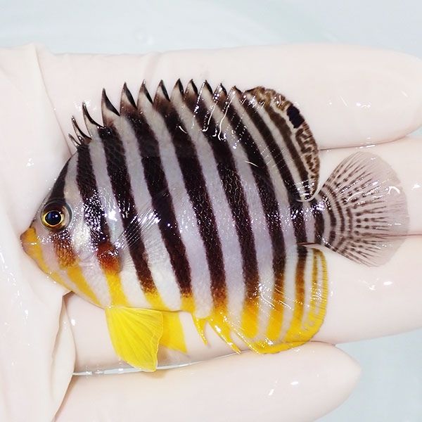 【現物31】sale シマヤッコ 6.5cm±! 海水魚 生体 15時までのご注文で当...