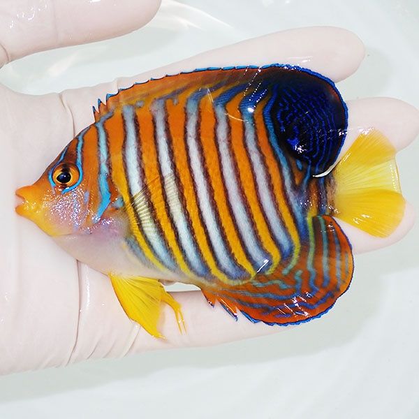 【現物1】ニシキヤッコ 11cm±!海水魚 ヤッコ15時までのご注文で当日発送...