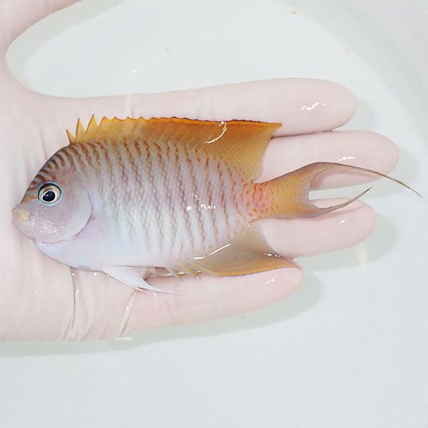 【現物1】 ヤイトヤッコ ♂ 10.5cm± ! 海水魚 ヤッコ 15時までのご注文...