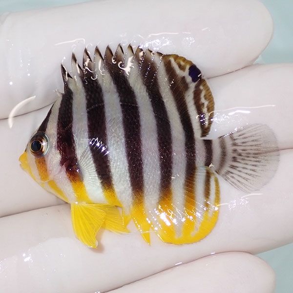 【現物35】sale シマヤッコ 5cm±! 海水魚 生体 15時までのご注文で当日...