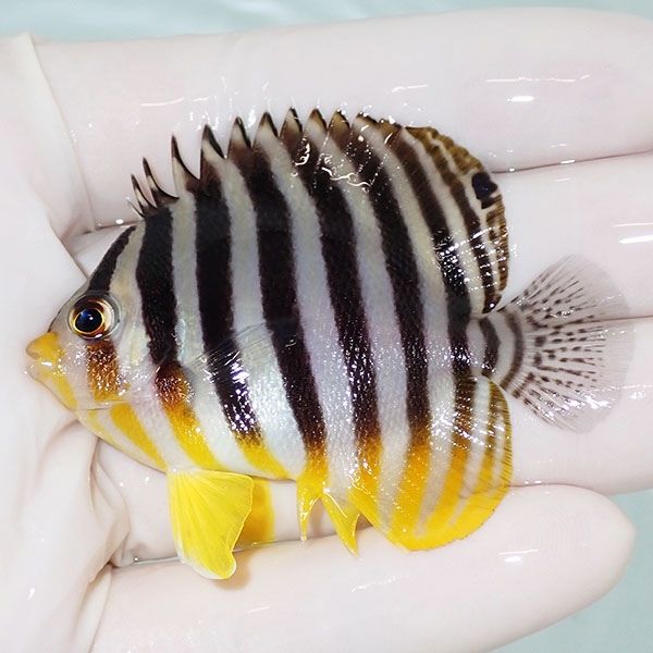 【現物38】sale シマヤッコ 6cm±! 海水魚 生体 15時までのご注文で当日...