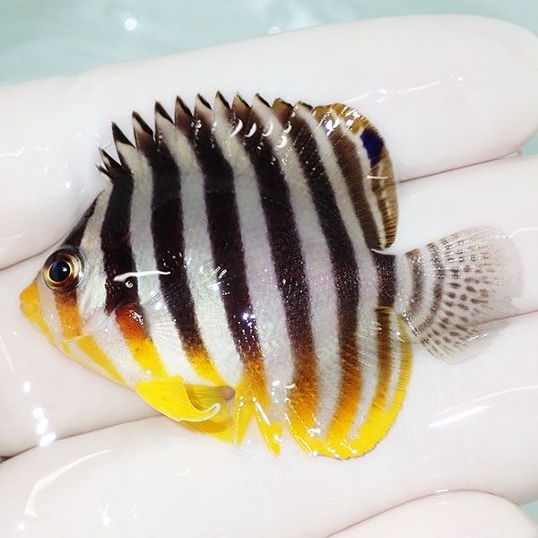 【現物39】sale シマヤッコ 5cm±! 海水魚 生体 15時までのご注文で当日...