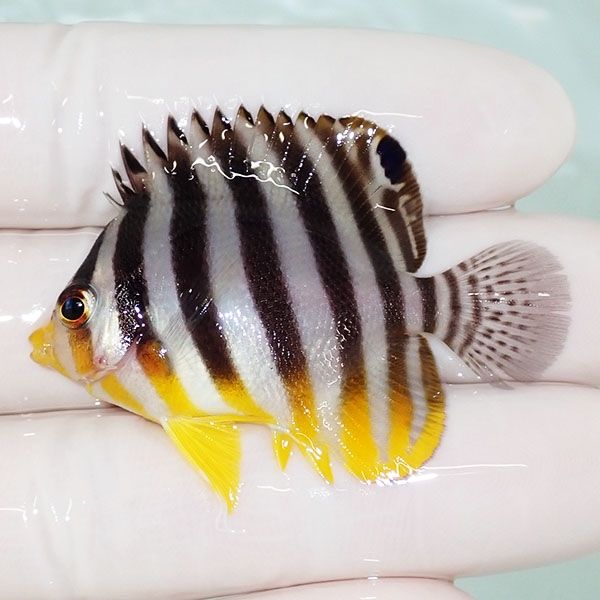 【現物41】sale シマヤッコ 5cm±! 海水魚 生体 15時までのご注文で当日...