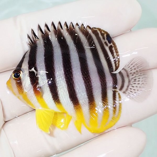 【現物42】sale シマヤッコ 5.5cm±! 海水魚 生体 15時までのご注文で当...