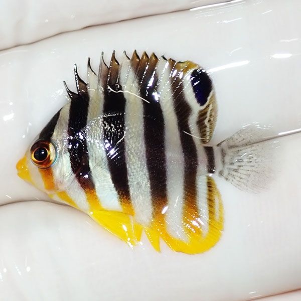 【現物43】sale シマヤッコ 3cm±! 海水魚 生体 15時までのご注文で当日...