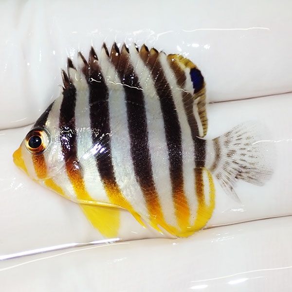 【現物44】尾びれ欠け シマヤッコ 3.7cm±! 海水魚 生体 15時までのご注...