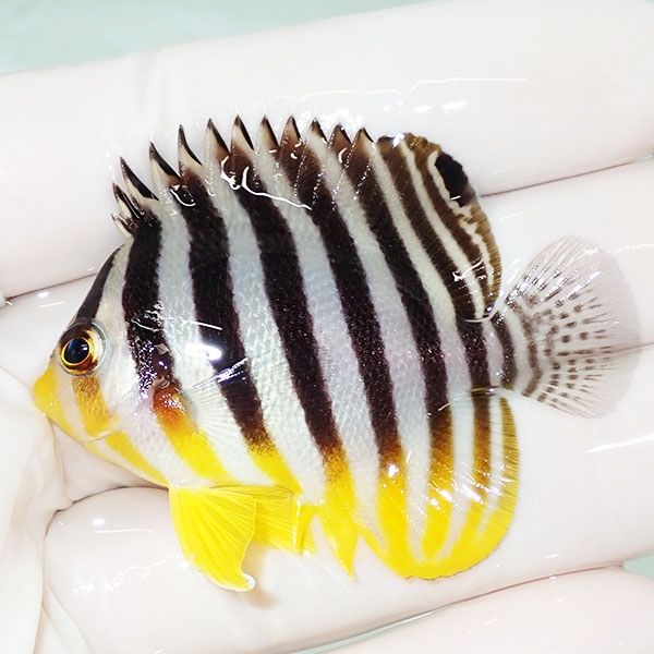 【現物45】sale シマヤッコ 5cm±! 海水魚 生体 15時までのご注文で当日...