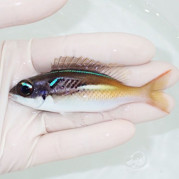 【現物1】カメンタマガシラ 9cm±!海水魚 15時までのご注文で当日発送【...