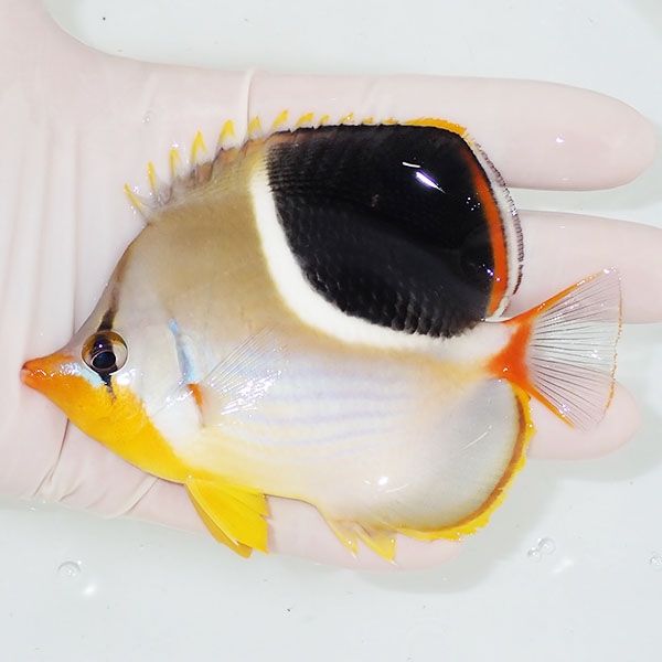 【現物1】セグロチョウ 10.5cm±!チョウチョウウオ 海水魚 生体 15時まで...